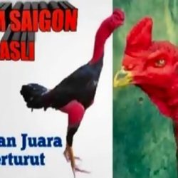Ternak Ayam Laga Juara Saigon